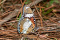 Danaid Eggfly Hypolimnas misippus