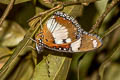 Danaid Eggfly Hypolimnas misippus