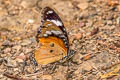 Danaid Eggfly Hypolimnas misippus