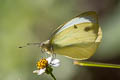 Dark-banded White Talbotia naganum pamsi (Naga White)