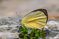 Dark-banded White Talbotia naganum pamsi (Naga White)