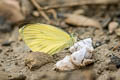 Dark-banded White Talbotia naganum pamsi (Naga White)