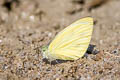 Dark-banded White Talbotia naganum pamsi (Naga White)