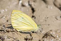 Dark-banded White Talbotia naganum pamsi (Naga White)