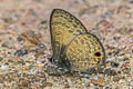 Dark-based Lineblue Prosatus gracilis ni (De Nicéville's Lineblue)