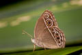 Dark-branded Bushbrown Mycalesis mineus ssp.