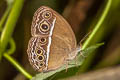 Dark-branded Bushbrown Mycalesis mineus ssp.