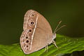 Dark-branded Bushbrown Mycalesis mineus ssp.