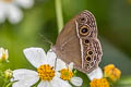 Dark-branded Bushbrown Mycalesis mineus ssp.