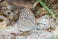 Dark Grass Blue Zizeeria karsandra