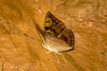 Dark-male Baron Euthalia merta merta (White-tipped Baron)