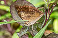 Dark-male Baron Euthalia merta merta (White-tipped Baron)