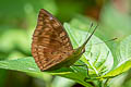 Dark-male Baron Euthalia merta merta (White-tipped Baron)
