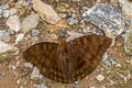 Dark-male Baron Euthalia merta merta (White-tipped Baron)