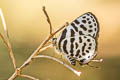 Dark Pierrot Tarucus waterstradti dharta (Assam Pierrot)