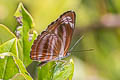 Dark Purplish-brown Sailor Neptis anjana anjana (Southern Rich Sailor)