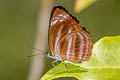 Dark Purplish-brown Sailor Neptis anjana anjana (Southern Rich Sailor)