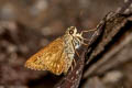 Dark Straw Ace Pithauria murdava