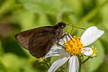 Dark Velvet Bob Koruthaialos butleri