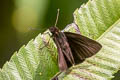 Dark Velvet Bob Koruthaialos butleri