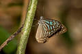 Dark Blue Glassy Tiger Ideopsis vulgaris macrina
