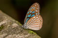 Dark Blue Glassy Tiger Ideopsis vulgaris continua