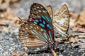 Dark Blue Tiger Tirumala septentrionis septentrionis