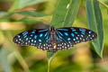 Dark Blue Tiger Tirumala septentrionis septentrionis