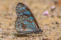 Dark Blue Tiger Tirumala septentrionis septentrionis