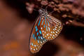 Dark Blue Tiger Tirumala septentrionis septentrionis