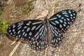 Dark Blue Tiger Tirumala septentrionis septentrionis