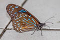 Dark Blue Tiger Tirumala septentrionis septentrionis