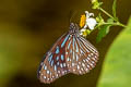 Dark Blue Tiger Tirumala septentrionis septentrionis