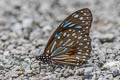 Dark Blue Tiger Tirumala septentrionis septentrionis