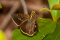 Dark Branded Swift Caltoris brunnea caere