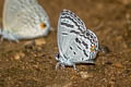 Dark Cupid Tongeia potanini umbriel (Banded Cupid)