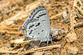 Dark Cupid Tongeia potanini umbriel (Banded Cupid)