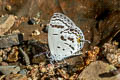 Dark Cupid Tongeia potanini umbriel (Banded Cupid)