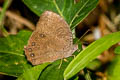 Dark Evening Brown Melanitis phedima ganapati