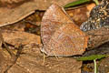 Dark Evening Brown Melanitis phedima ganapati