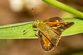 Dark Forest Darter Ochlodes bouddha (Buddhist Forest Darter)