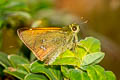 Dark Forest Darter Ochlodes bouddha (Buddhist Forest Darter)