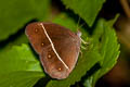 Dark Grass Brown Orsotriaena medus medus (Nigger)