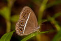 Dark Grass Brown Orsotriaena medus medus (Nigger)