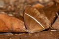 Dark Grass Brown Orsotriaena medus medus (Nigger)