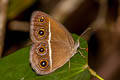 Dark Grass Brown Orsotriaena medus medus (Nigger)