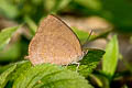 Dark Himalayan Oakblue Arhopala rama ramosa