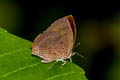 Dark Himalayan Oakblue Arhopala rama ramosa