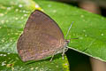 Dark Himalayan Oakblue Arhopala rama ramosa