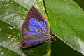 Dark Himalayan Oakblue Arhopala rama ramosa